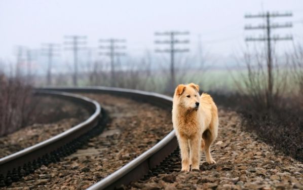 25.10: Dzień Kundelka 25.10: Dzień Kundelka