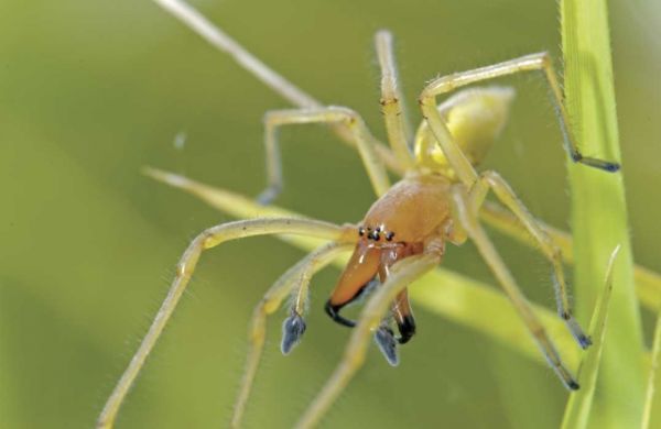 Tarantula od sąsiada