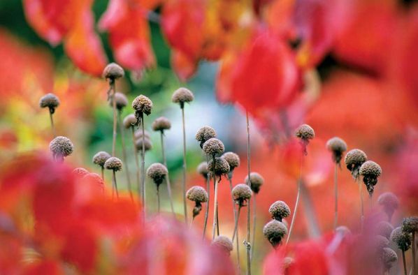 Ozdoby jesiennego ogrodu