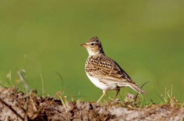 Wiosna kosa i skowronka