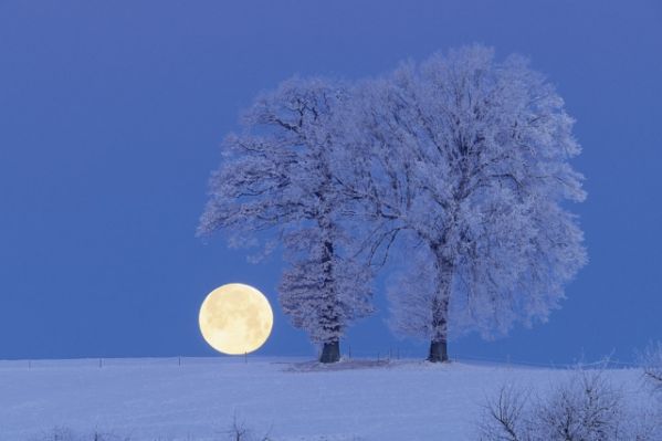 Kalendarz ogrodnika: jakie prace wykonać w ogrodzie zimą?