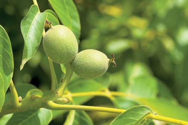 Liście orzecha przegonią pchły