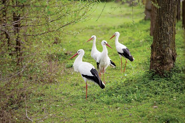 Tam, gdzie bociany wracają