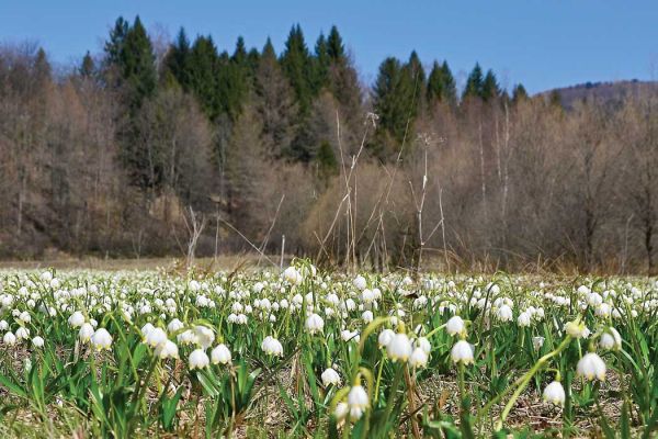 Widzieliście taką śnieżycę wiosenną? Widzieliście taką śnieżycę wiosenną?