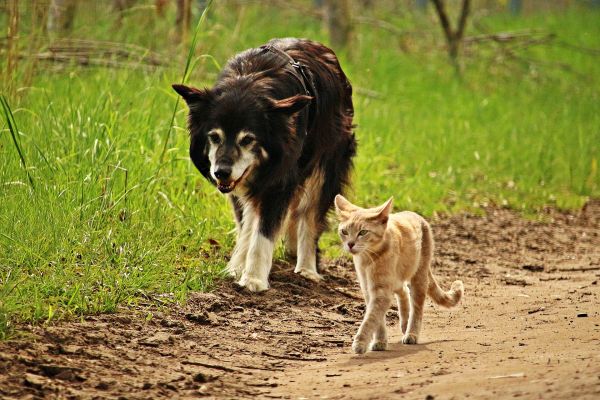 Nowe zwierzę w domowym stadzie Nowe zwierzę w domowym stadzie