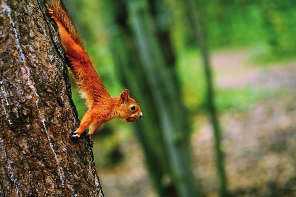 9 rzeczy, których nie wiesz o zwierzętach 9 rzeczy, których nie wiesz o zwierzętach