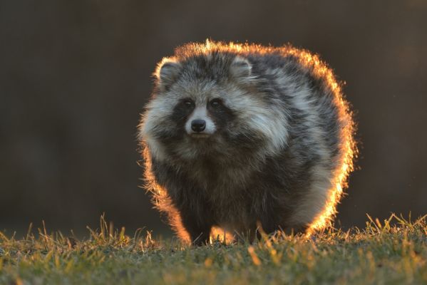 jak wygląda szop pracz
