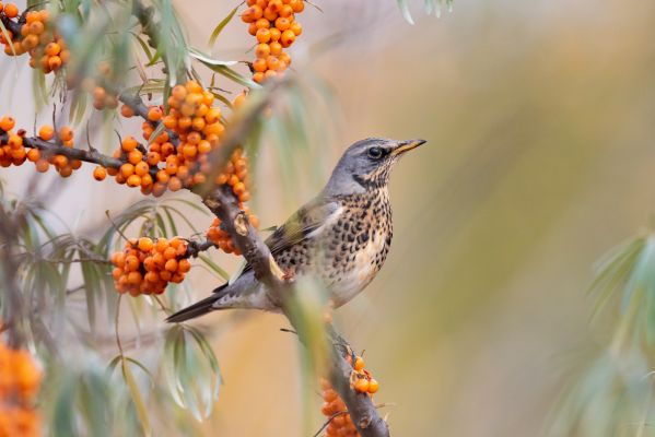 Kwiczoł – miłośnik jarzębiny i przemarźniętych jabłek