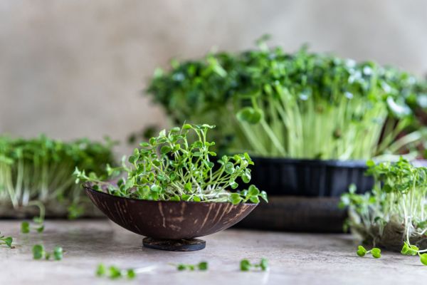 uprawa microgreens mikroliście uprawa