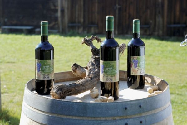 Wino z Ochli Wino z Ochli