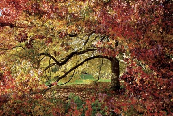 Jesiennie wystrojone