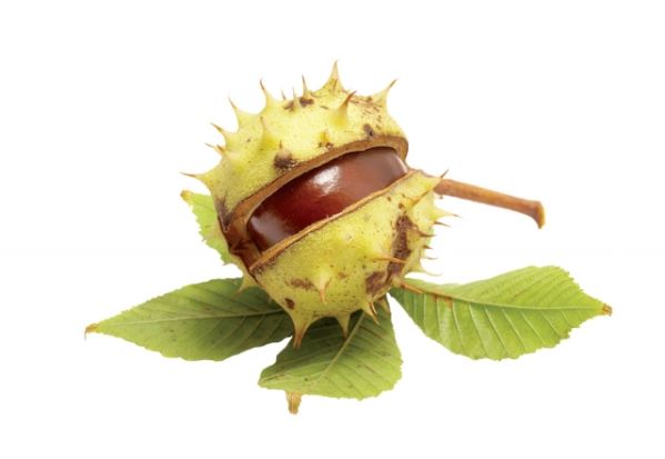 Kasztany na migrenę