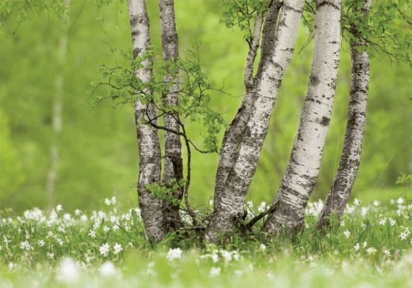Oskoła – eliksir młodości Oskoła – eliksir młodości