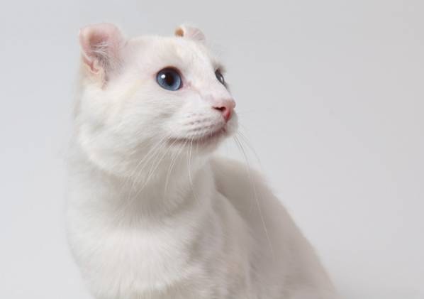 American Curl American Curl
