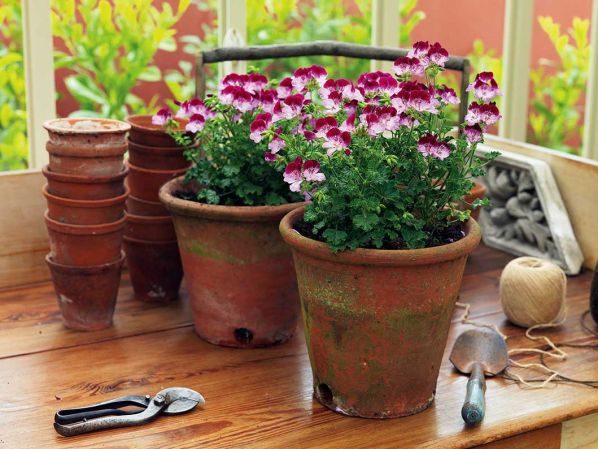 Jak przezimować pelargonie? Jak przezimować pelargonie?