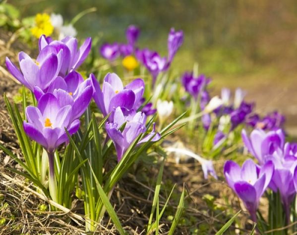 Czym się różni przednówek od przedwiośnia?
