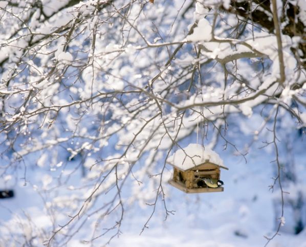 Zimowe dokarmianie zwierząt
