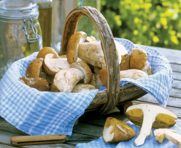 Co Polaka ciągnie do lasu