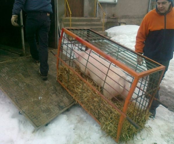 Świnka z Sokółki uratowana!