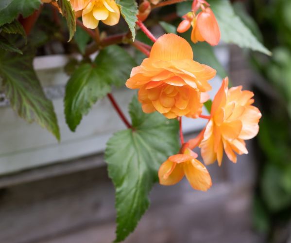 Nasiona na zimę: co wysiać do skrzynek w styczniu?