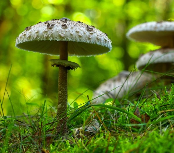 Czym kania różni się od muchomora sromotnikowego? Jak uniknąć pomyłki podczas grzybobrania? kania a muchomor