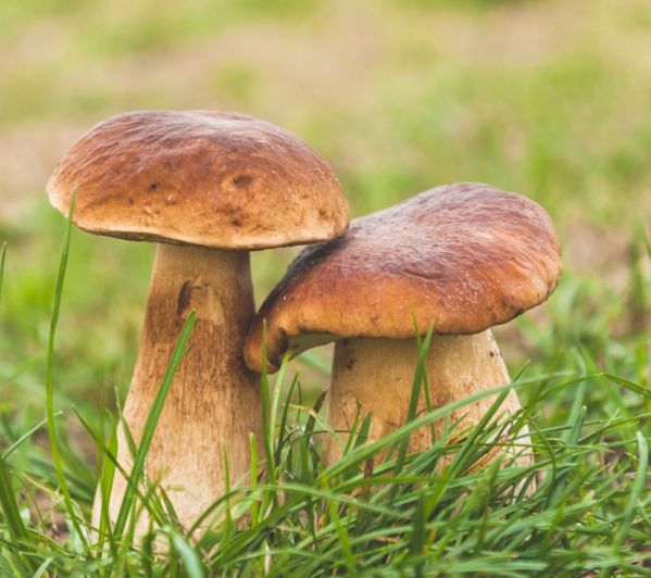 Grzyby jadalne w ogrodzie? To możliwe! Podpowiadamy, jak założyć uprawę grzybów i jakie gatunki wybrać hodowla grzybów jadalnych shiitake