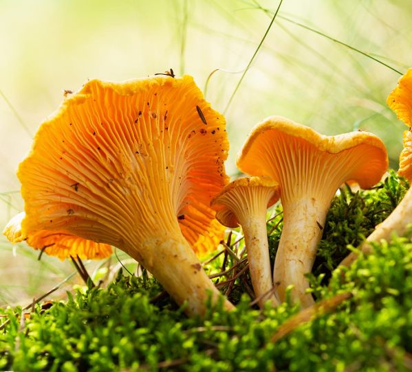 Grzybobranie, czyli jak zbierać grzyby jak zbierać grzyby