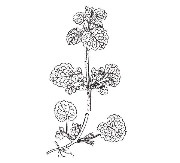 Kurdybanek – ziele bluszczyku