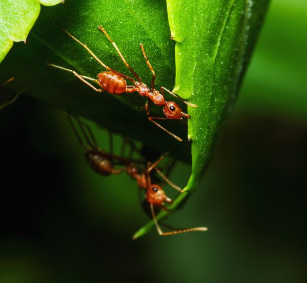 Czerwonobrązowa mrówka krocząca po jasnozielonym liściu w promieniach słońca, z widocznymi innymi mrówkami pod spodem liścia.