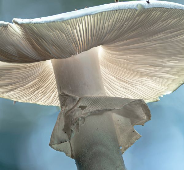 jak wygląda muchomor sromotnikowy