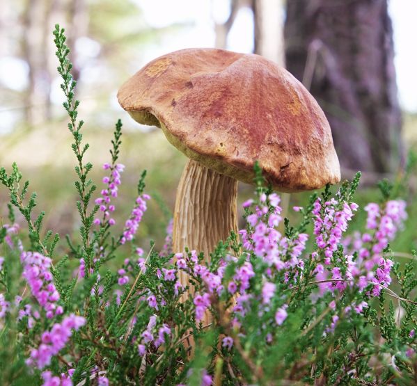 jak wygląda borowik amerykański