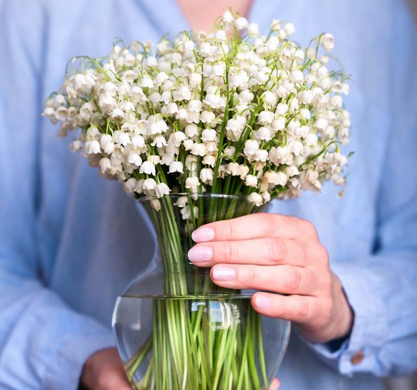 czy konwalia jest trująca