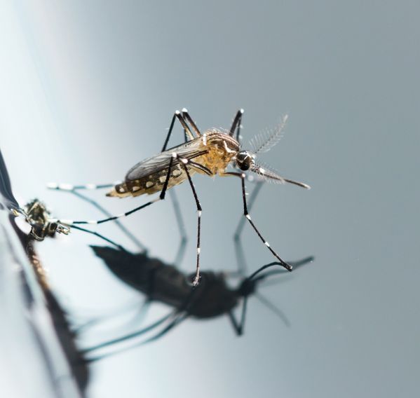 komar tygrysi w polsce