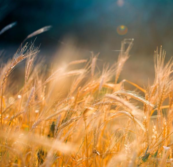 Sierpień – kto teraz obchodzi imieniny? sierpień imieniny