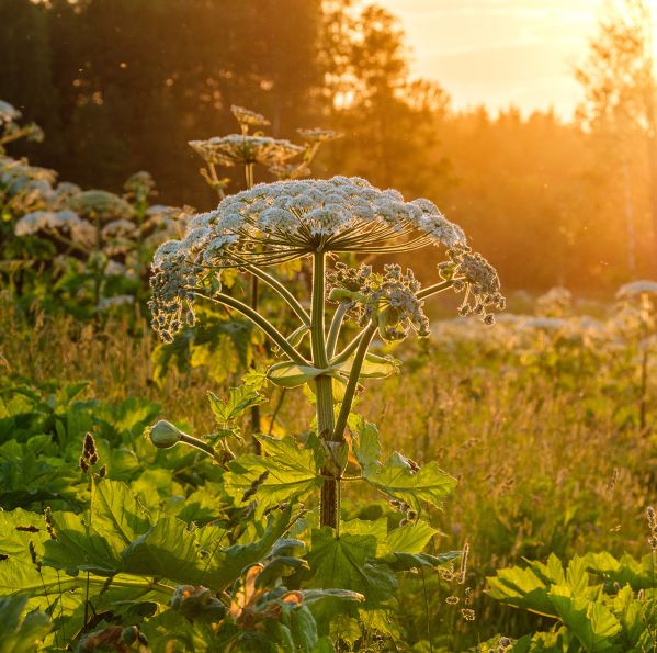 barszcz sosnowskiego