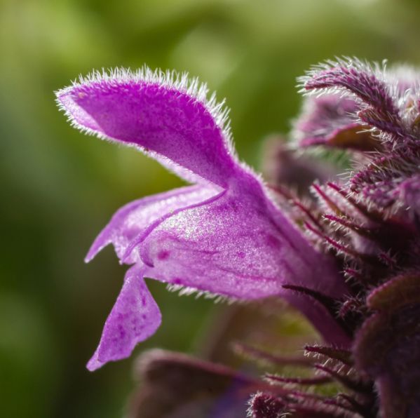 Jasnota purpurowa, czyli lamium purpureum – to nie zwykły chwast, ale roślina lecznicza o wyjątkowych właściwościach prozdrowotnych. Warto ją poznać lepiej! jasnota purpurowa