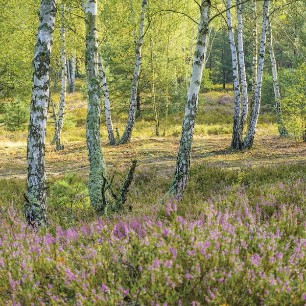 wrzosowiska w polsce