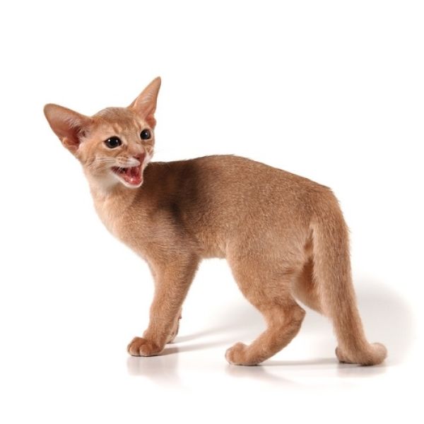 Elegancki jak abisyńczyk