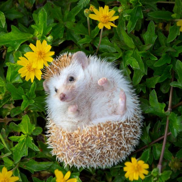 jak pomóc jeżowi jak pomóc jeżowi