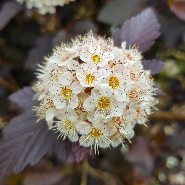 pęcherznica do ogrodu