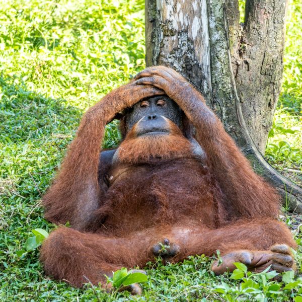 Czy alkohol szkodzi? Zaskakujące fakty z królestwa zwierząt