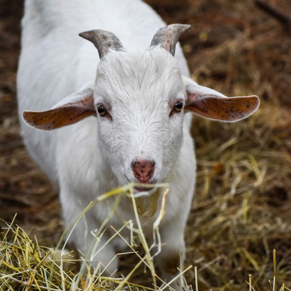 Pomysł na agroturystykę: jak zamieszkać na wsi i znaleźć źródło utrzymania?