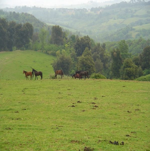 Razem przeciwko krwawym tradycjom