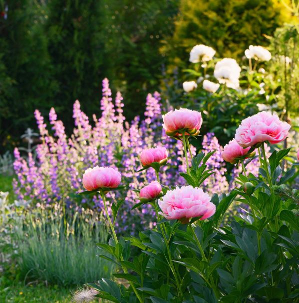 jak dobierać rośliny do ogrodu