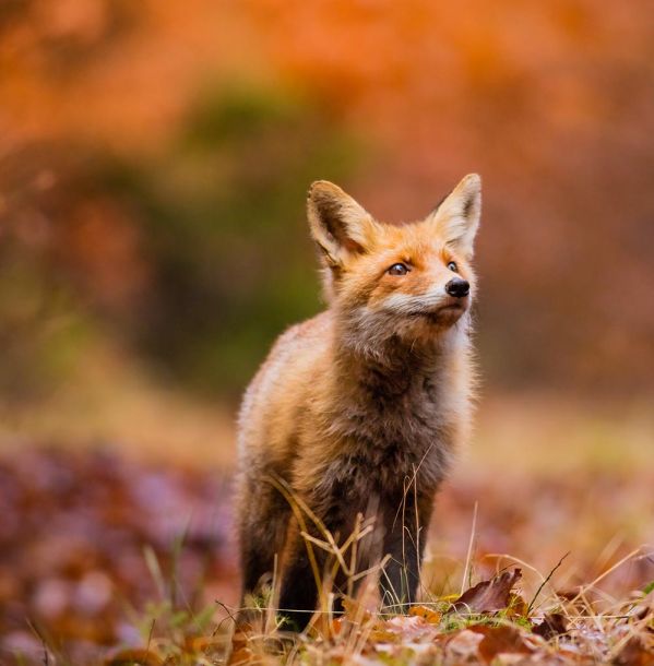 dzikie zwierzęta przygotowania do zimy