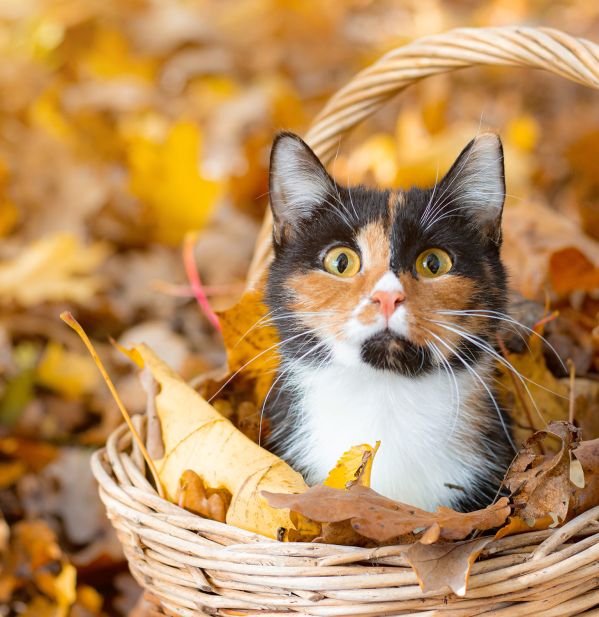 kalendarz biodynamiczny listopad 2025