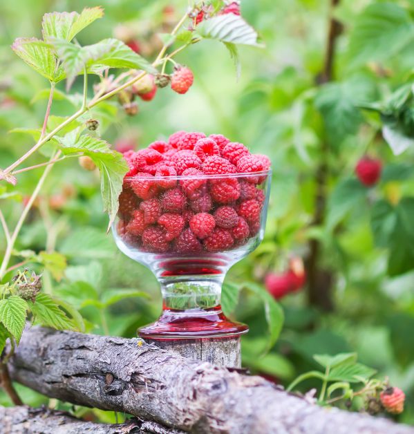 kalendarz biodynamiczny lipiec 2025