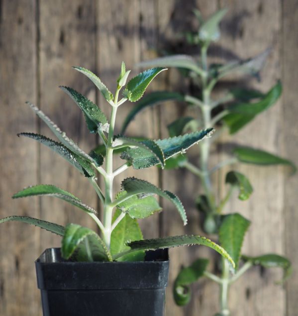 Żyworódka pierzasta – sukulent o magicznych właściwościach