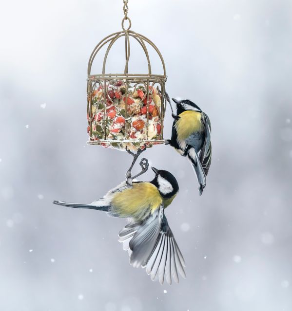 dokarmianie ptaków zimą