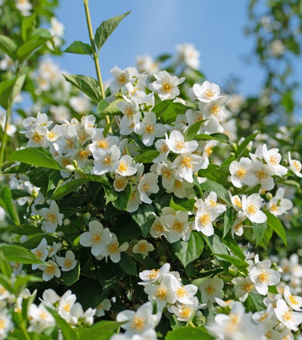 Jaśminowiec w koszu